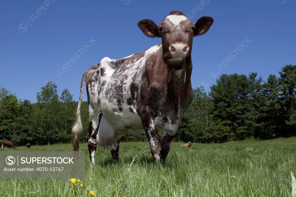 Roan-coloured Milking Shorthorn cow in springtime pasture; Bradford, Vermont, USA