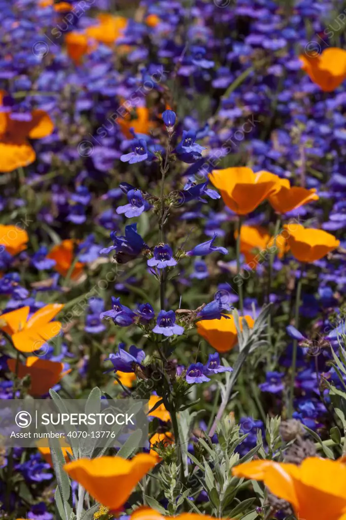 Blue Penstemon (Penstemon sp.) flowering with California Poppies (Eschscholzia californica) Southern California, USA