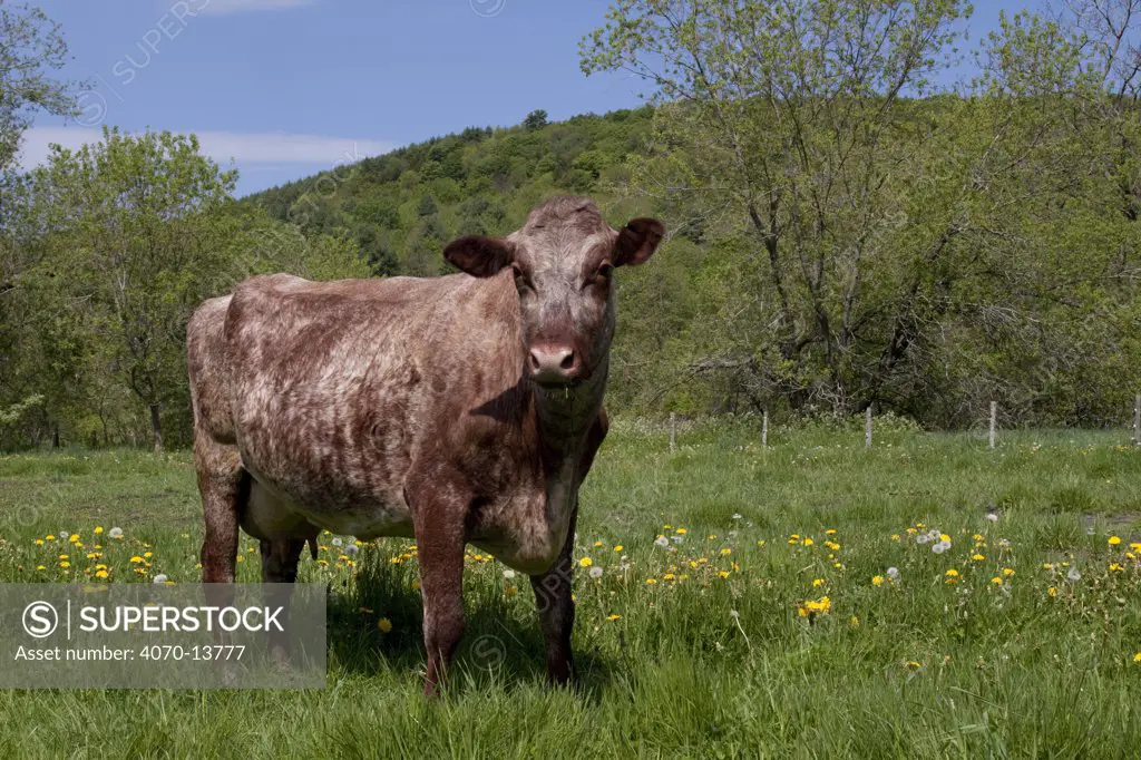 Roan Milking Shorthorn cow grazing in lush, spring pasture; South Randolph, Vermont, USA