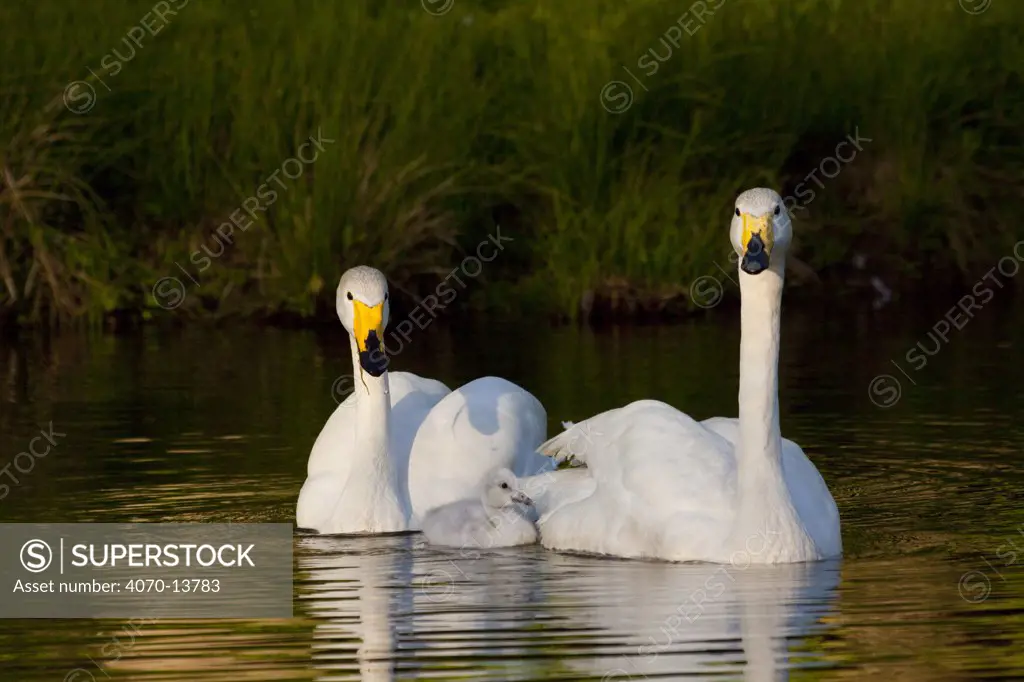 Whooper Swan (Cygnus cygnus) breeding pair on water with cygnet; captive
