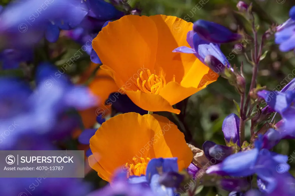 Penstemon (Penstemon species) flowering with California Poppies (Eschscholtzia californica); Southern California, USA