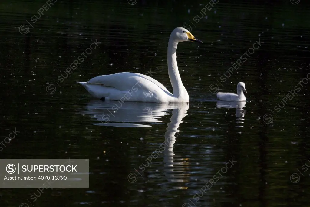 Whooper Swan (Cygnus cygnus) on water with cygnet; captive.