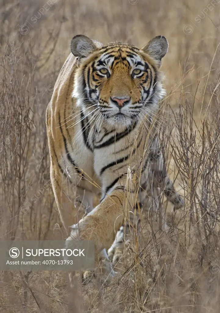 Bengal tiger (Panthera tigris tigris) stalking deer, Ranthambore NP, Rajasthan, India, Winner of the Gerald Durrell Award for Endangered Wildlife at the Veolia Environment Wildlife Photographer of the Year 2010.