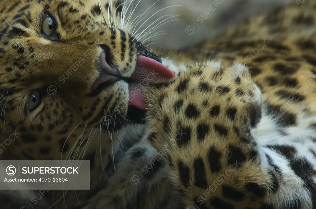 Sri Lankan Leopard (Panthera pardus kotiya) head portrait, licking paw, captive.