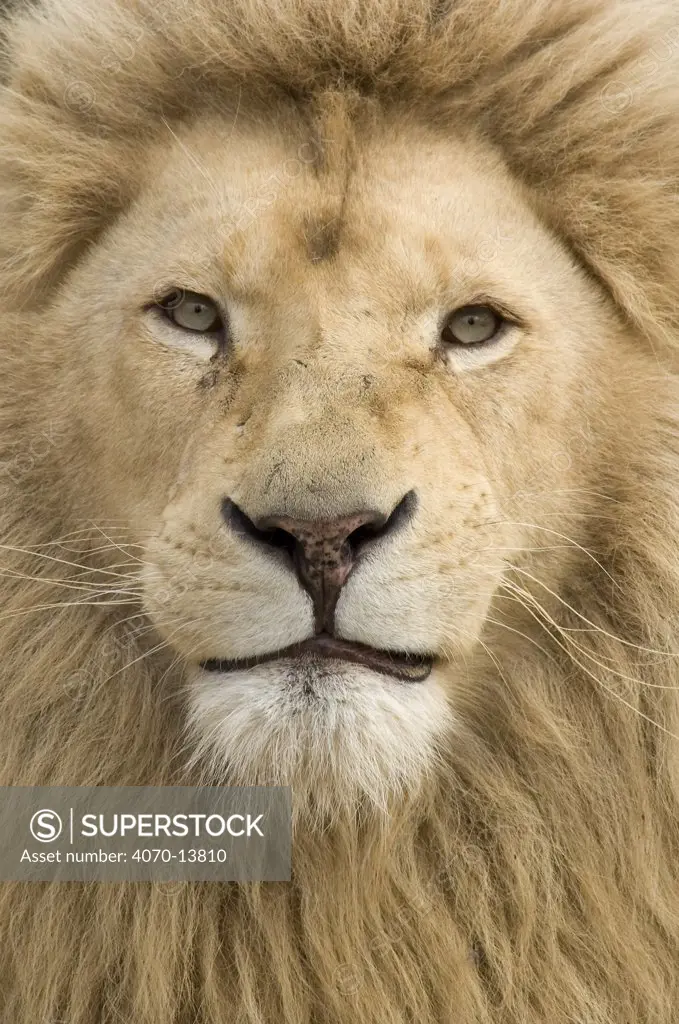 African Lion (Panthera leo) head portrait of male, captive.