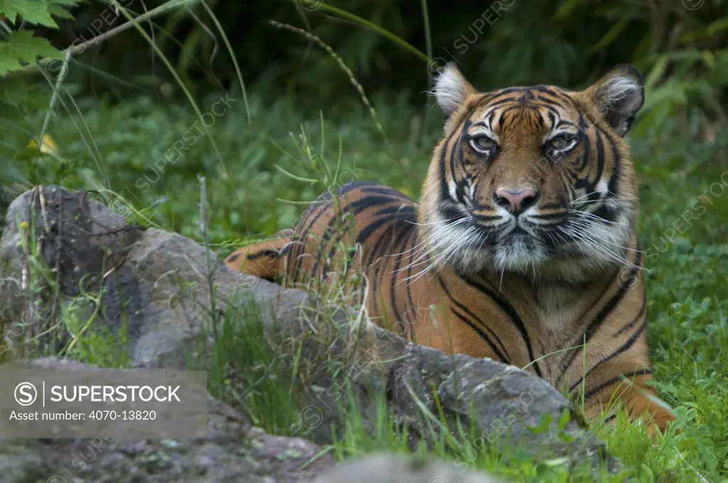 Sumatran tiger (Panthera tigris sumatrae) lying down in green vegetation, captive.