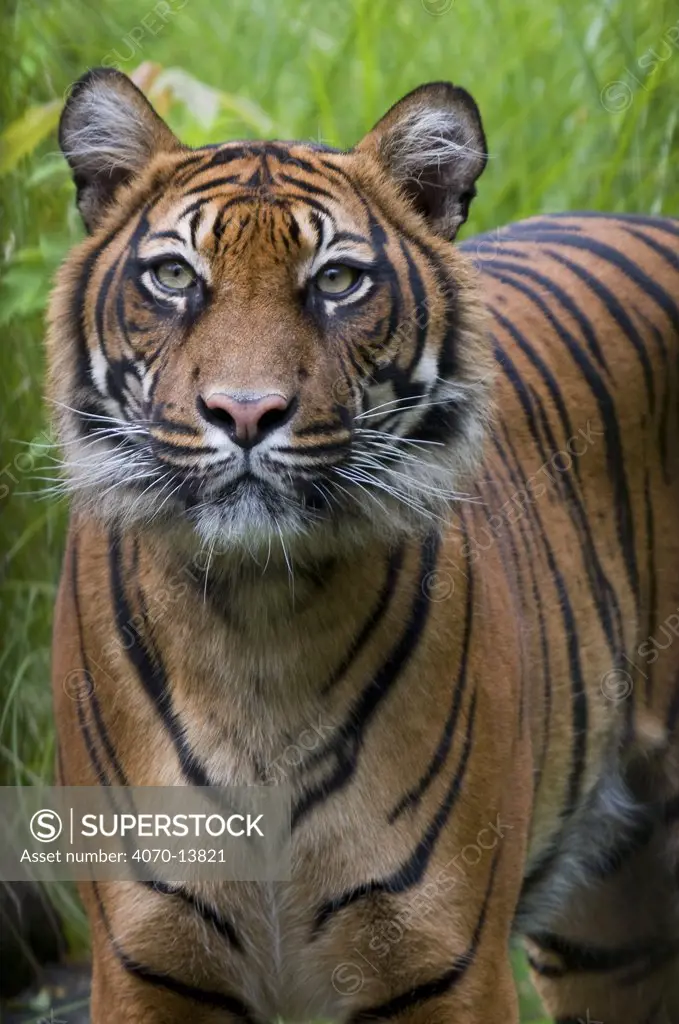 Sumatran tiger (Panthera tigris sumatrae) head portrait, standing, captive.