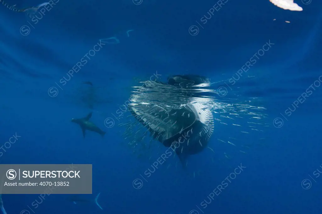 Bryde's whale (Balaenoptera brydei / edeni) swimming past a baitball of Sardines (Clupeidae)California sea lion (Tetreapturus audax) and Striped marlin (Zalophus californianus) in background. Off Baja California, Mexico, Eastern Pacific Ocean, November