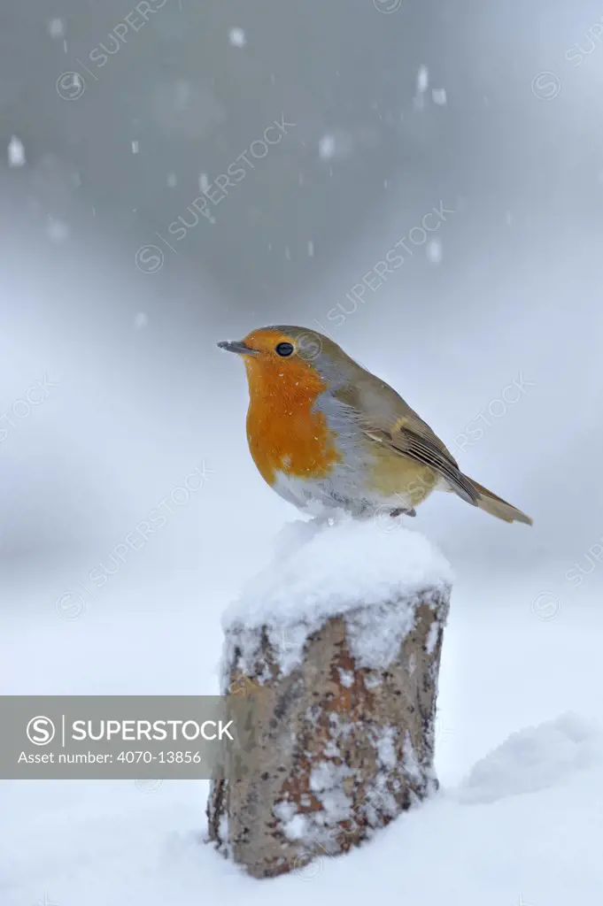 European Robin (Erithacus rubecula) perched on tree stump in garden with snow falling, Wales, UK. December