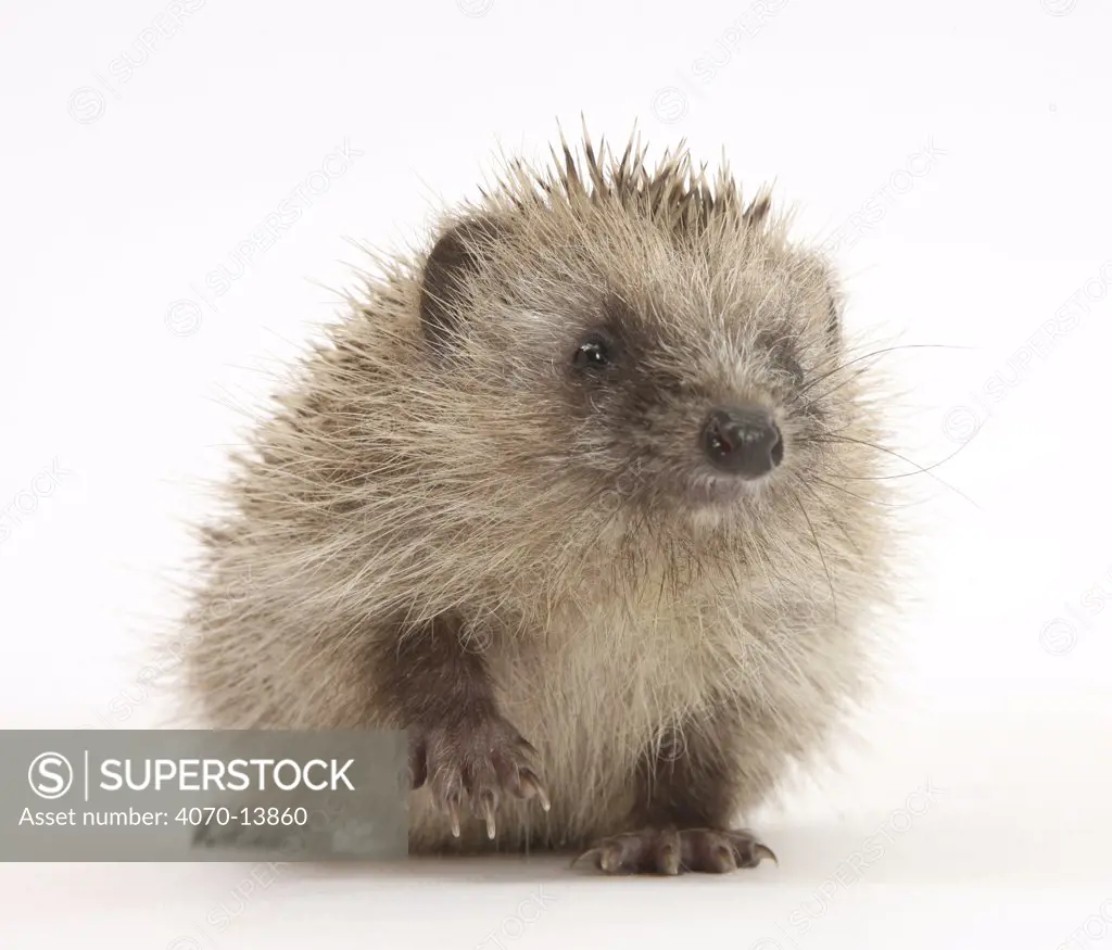 Baby Hedgehog (Erinaceus europaeus) portrait, holding one paw aloft.