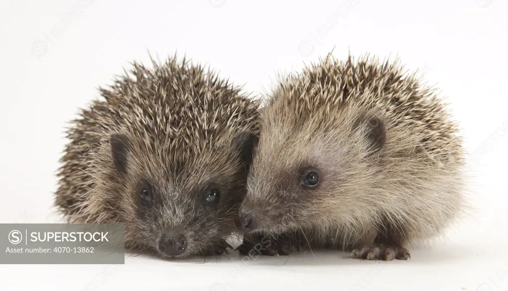 Two young Hedgehogs (Erinaceus europaeus)  sitting together