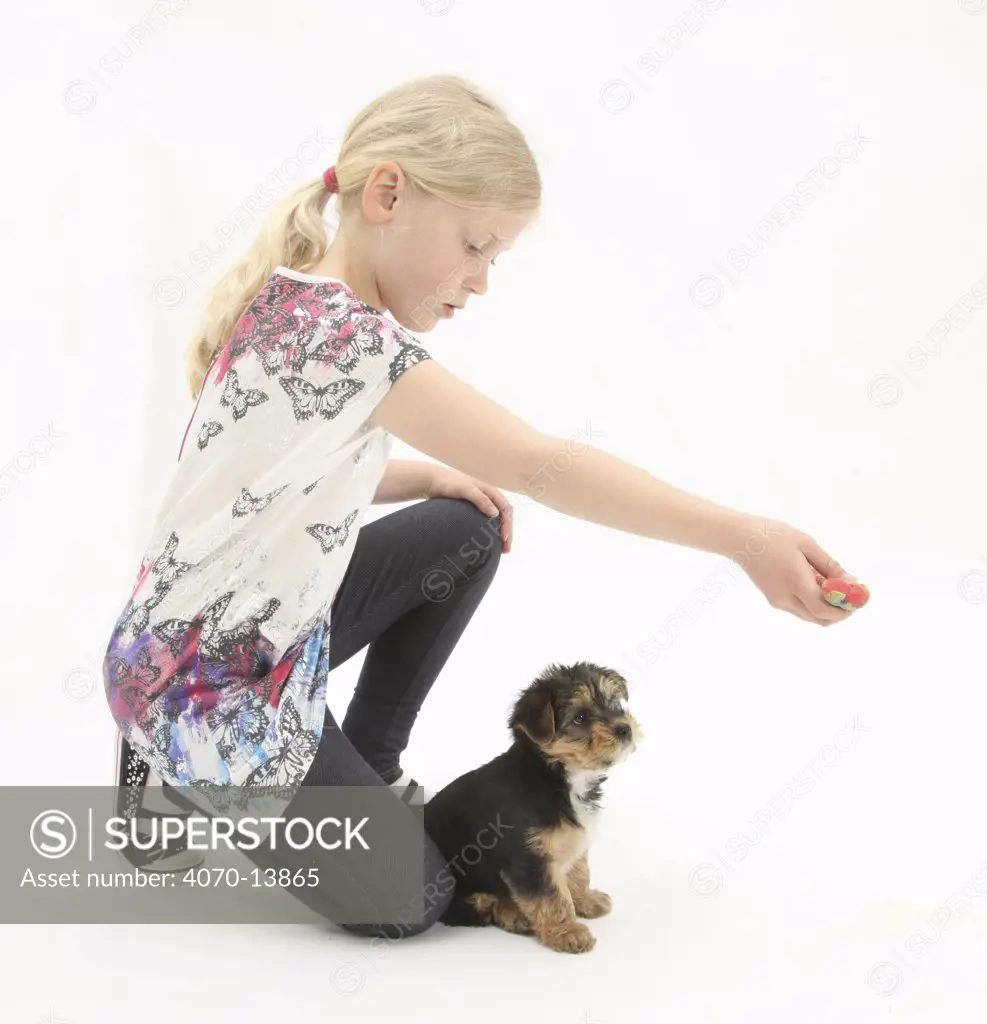Young blonde haired girl playing with a Yorkshire Terrier puppy, aged 7 weeks old. Model released