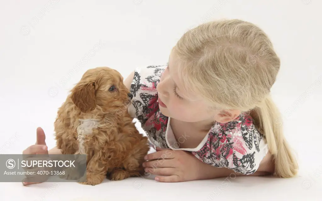 Young girl playing with with Cockerpoo (Cocker spaniel x Poodle) puppy, aged 7 weeks. Model released