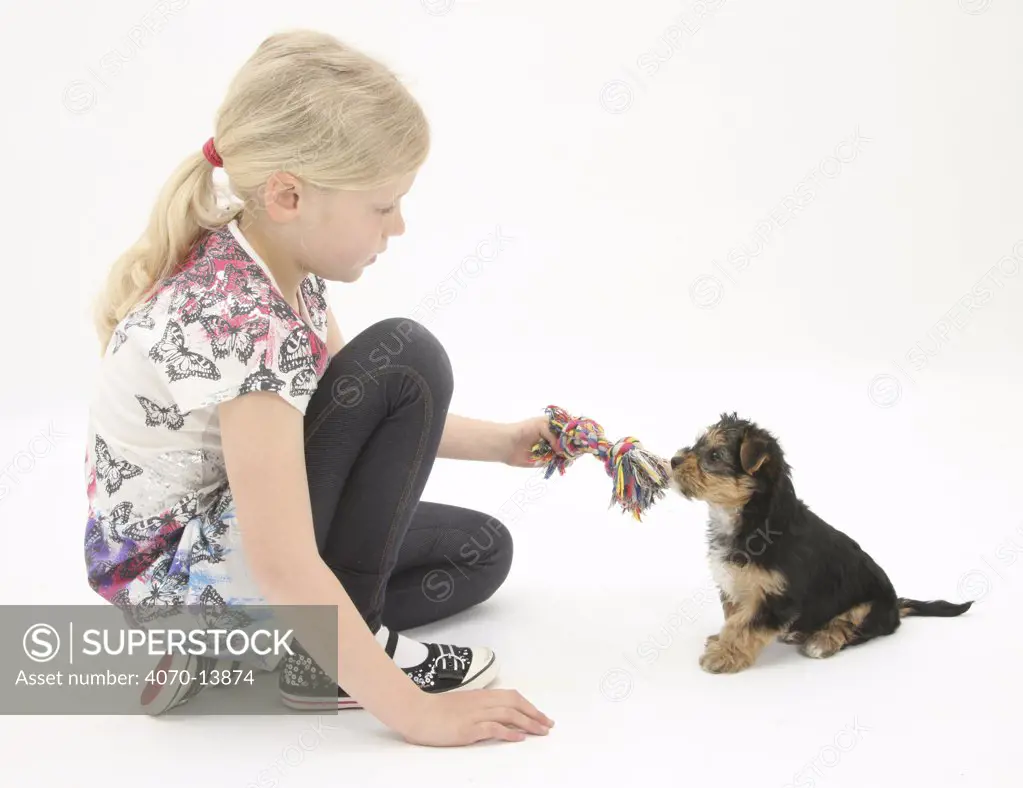 Young girl with blonde hair, playing with a Yorkshire terrier puppy, aged 7 weeks. Model released
