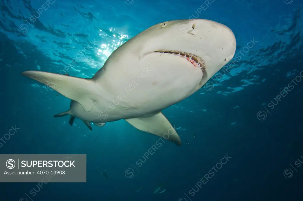 Lemon shark (Negaprion brevirostris) swimming overhead, Little Bahama Bank, Bahamas. Tropical West Atlantic Ocean.
