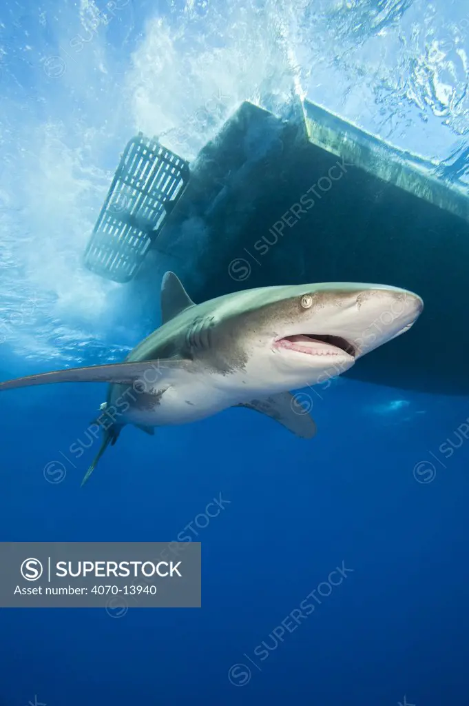 Oceanic whitetip shark (Carcharhinus longimanus) swimming beneath the silhouette of a boat, Cat Island, Bahamas. Atlantic Ocean.