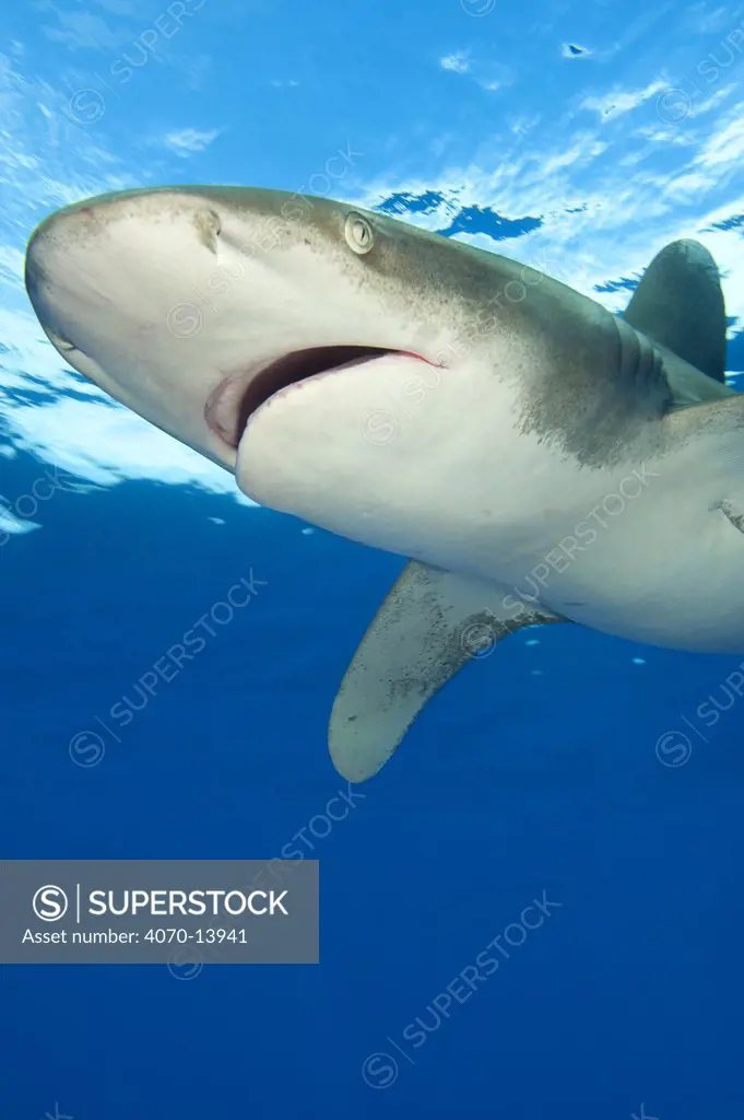 Oceanic whitetip shark (Carcharhinus longimanus) beneath the surface. Cat Island, Bahamas. Atlantic Ocean