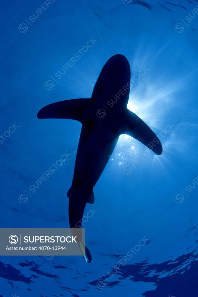 Oceanic whitetip shark (Carcharhinus longimanus) silhouetted against the sun, Cat Island, Bahamas, Atlantic Ocean