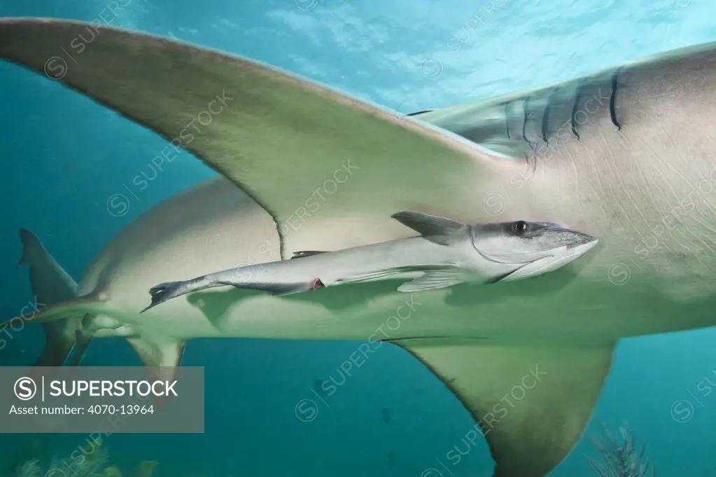 Remora / Sharksucker (Echeneis naucrates) hitches a ride beneath the pectoral fin of a Lemon shark (Negaprion brevirostris). Little Bahama Bank. Bahamas. Tropical West Atlantic Ocean.