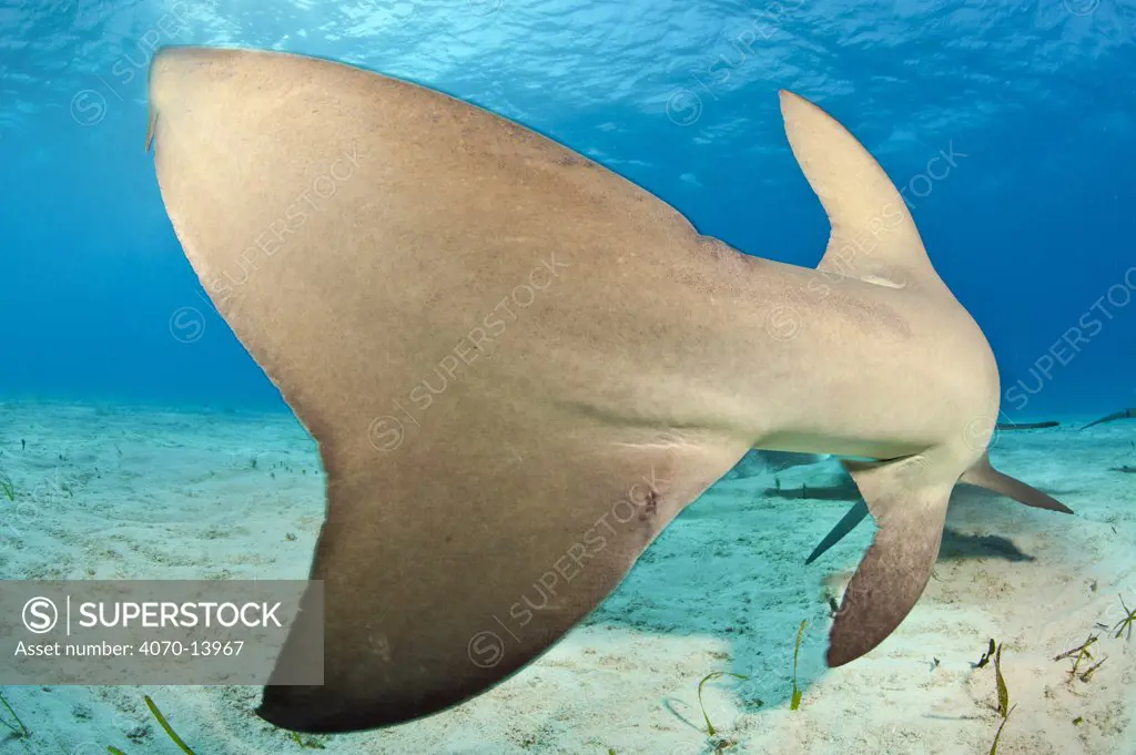 Close up of tail of Lemon shark (Negaprion brevirostris) in shallow water. Little Bahama Bank. Bahamas. Tropical West Atlantic Ocean.