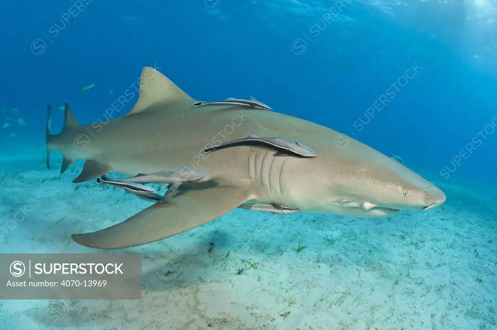 Lemon shark (Negaprion brevirostris) accompanied by Remoras / Sharksuckers (Echeneis naucrates). Little Bahama Bank. Bahamas. Tropical West Atlantic Ocean.