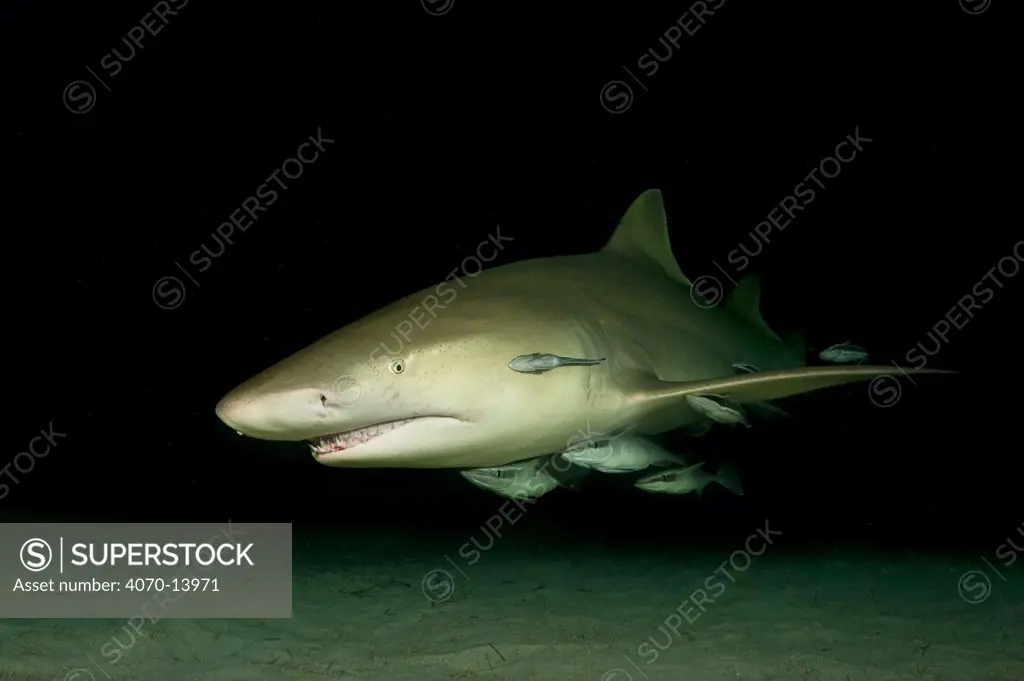 Lemon shark (Negaprion brevirostris) accompanied by Remoras (Echeneis naucrates) at night. Little Bahama Bank. Bahamas. Tropical West Atlantic Ocean.
