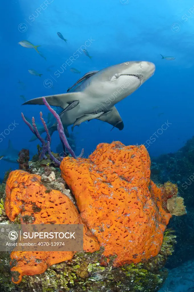 Lemon shark (Negaprion brevirostris) accompanied by Remoras (Echeneis naucrates) cruises over sponges on a coral reef. Grand Bahama. Bahamas. Tropical West Atlantic Ocean.