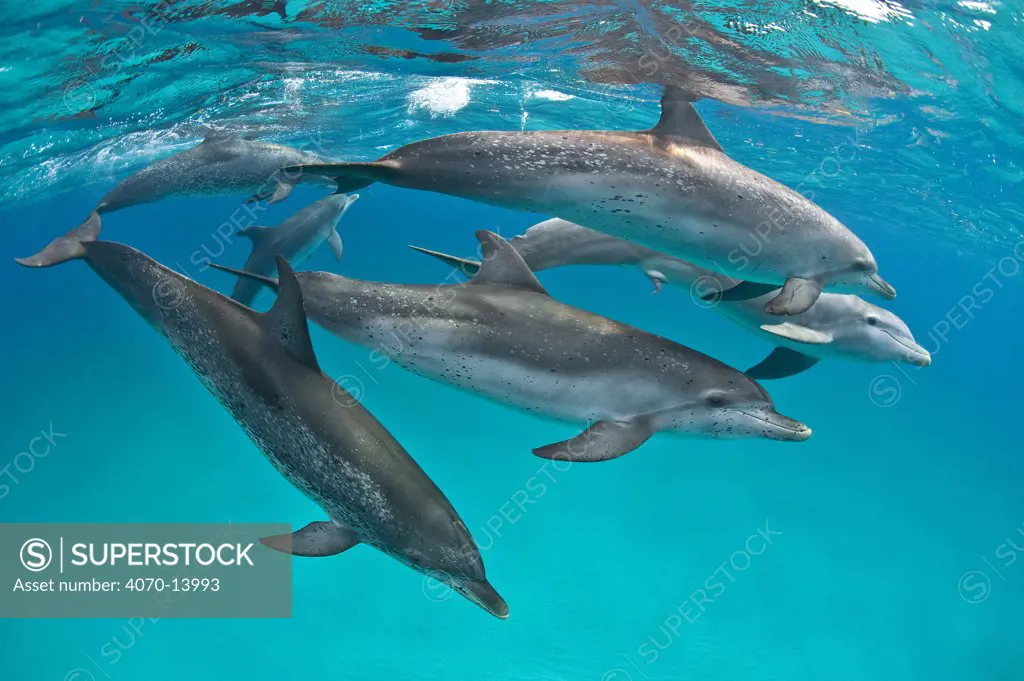 Pod of Atlantic spotted dolphins (Stenella frontalis) accompanied by a young male Bottlenose dolphin (Tursiops truncatus) with penis extended, over sand bank. Sandy Ridge, Little Bahama Bank, Bahamas. Tropical West Atlantic Ocean.