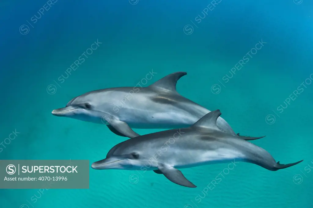 A pair of young Atlantic spotted dolphins (Stenella frontalis) over a shallow sand bank. Young Atlantic spotted dolphins do not have the characteristic spots of the adults. Sandy Ridge, Little Bahama Bank, Bahamas. Tropical West Atlantic Ocean.