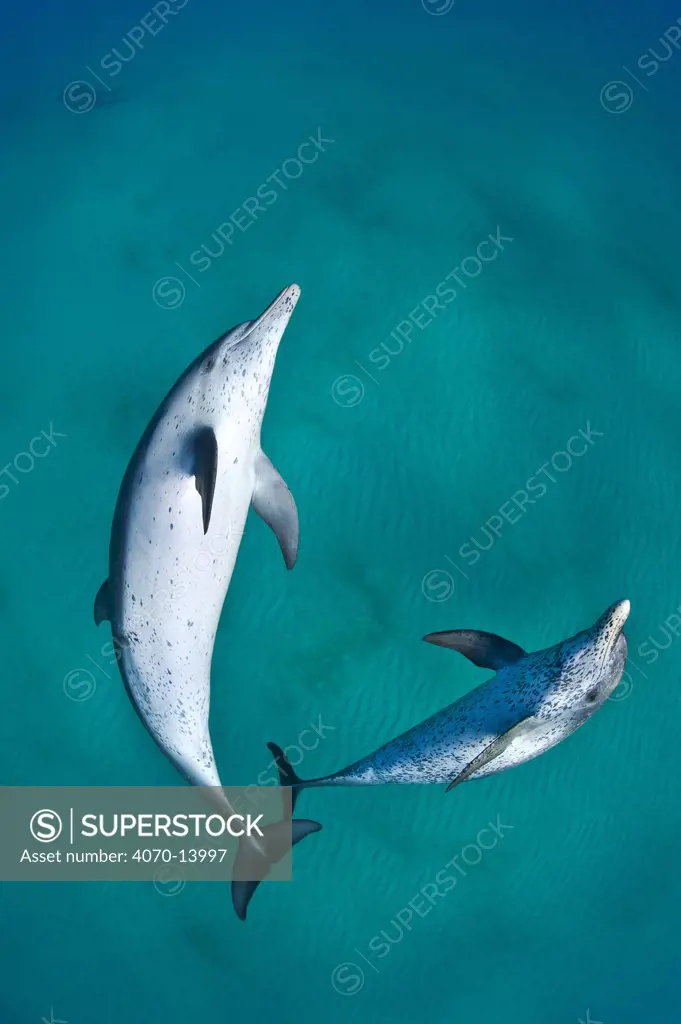 A pair of Atlantic spotted dolphins (Stenella frontalis) swim over a sand bank. Note there is another pair of dolphins in the background. Sandy Ridge, Little Bahama Bank. Bahamas. Tropical West Atlantic Ocean.