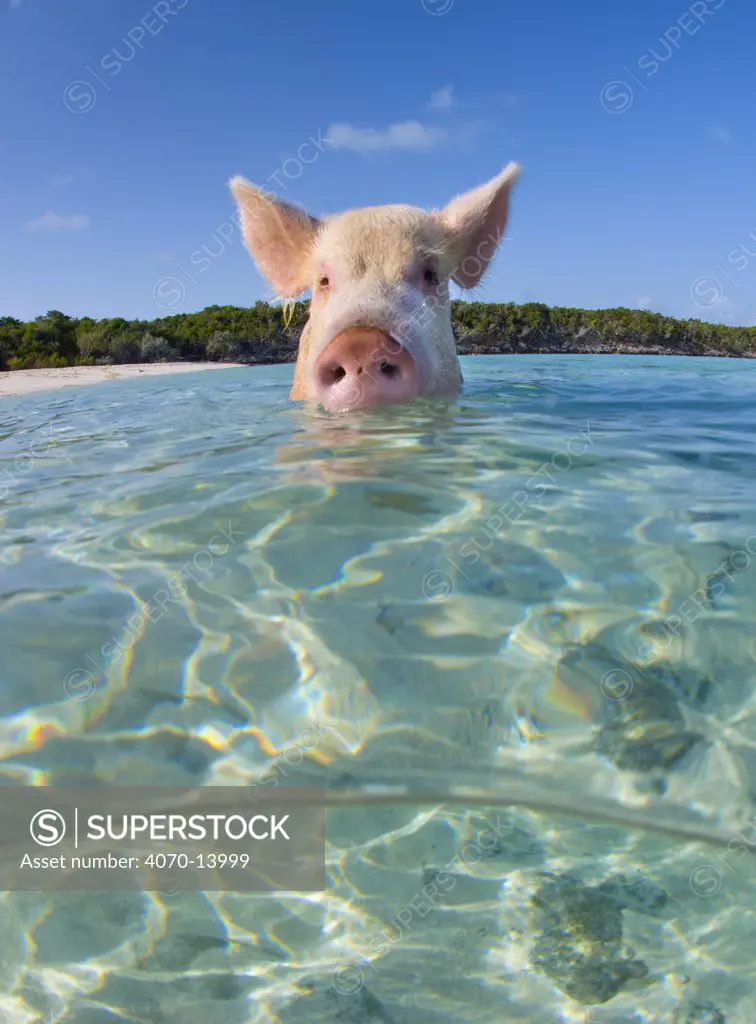 A domestic pig (Sus scrofa domestica) swimming in the sea. Exuma Cays, Bahamas. Tropical West Atlantic Ocean. This family of pigs live on this beach in the Bahamas and enjoy swimming in the sea.