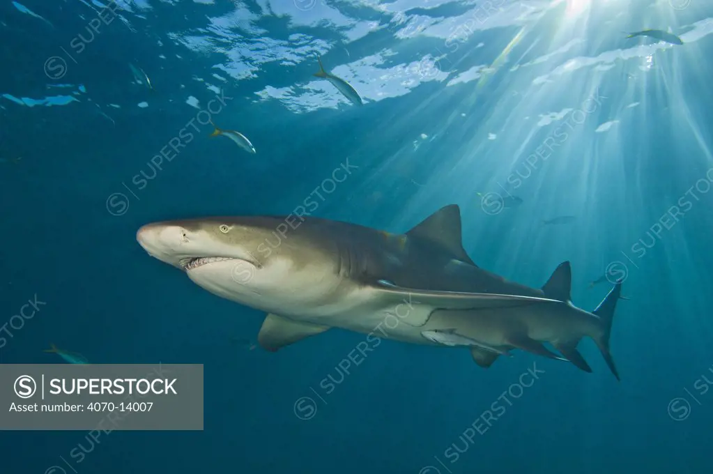 Lemon shark (Negaprion brevirostris) under sun rays. Little Bahama Bank, Bahamas. West Atlantic Ocean.
