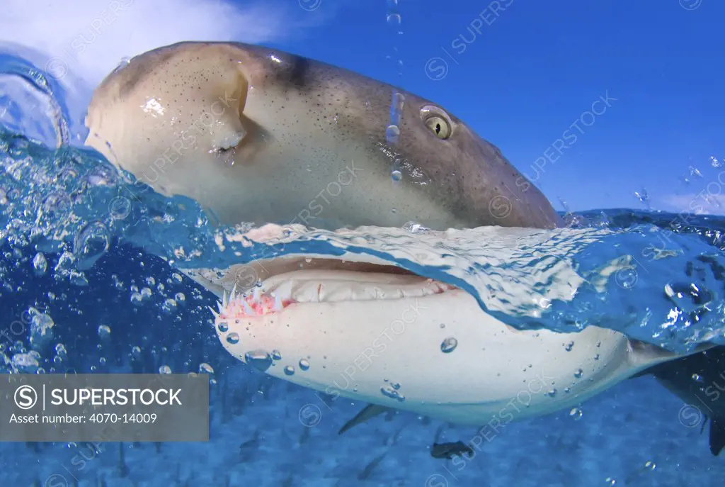 Lemon shark (Negaprion brevirostris) at the surface, split level. Little Bahama Bank, Bahamas. West Atlantic Ocean.