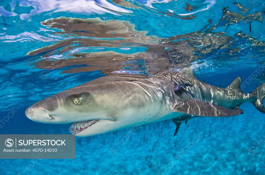 Lemon shark (Negaprion brevirostris) in shallow water with reflection at the surface. Little Bahama Bank, Bahamas.