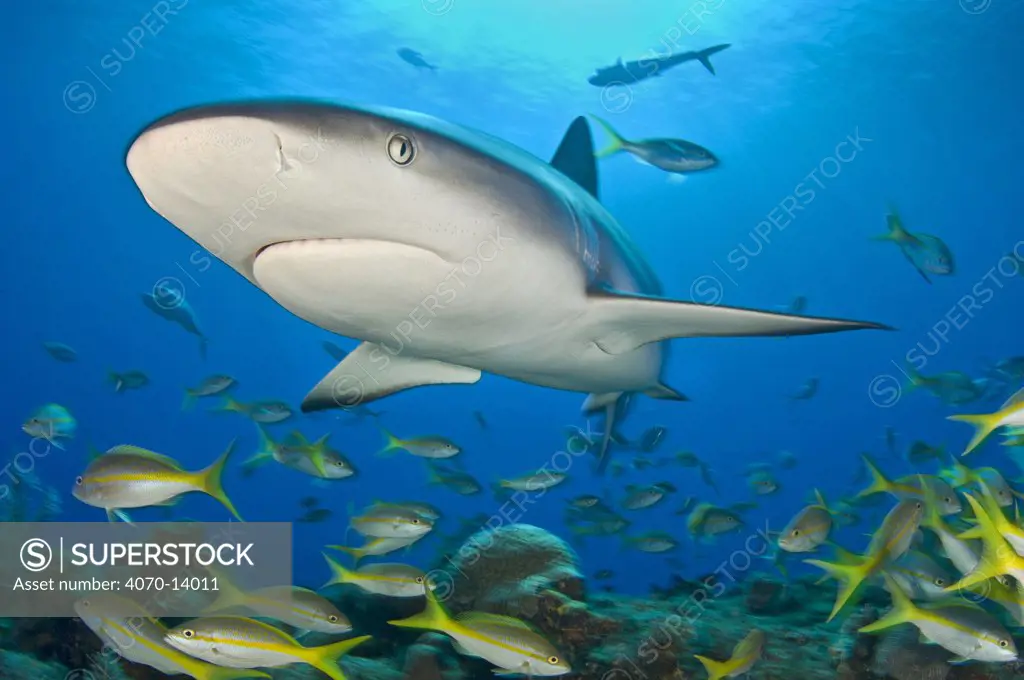 Caribbean reef shark (Carcharhinus perezi) bursts through the middle of a school of Yellowtail snappers (Ocyurus chrysurus). Grand Bahama, Bahamas. Tropical West Atlantic Ocean.