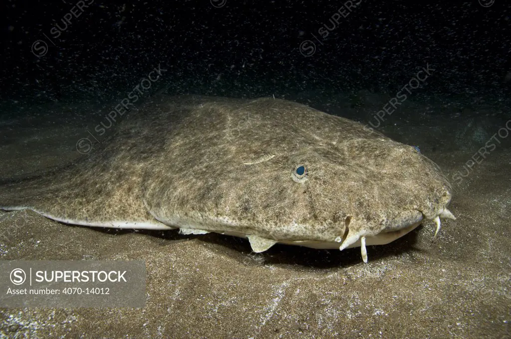 Angelshark (Squatina squatina) camouflaged on the seabed at night. Gran Canaria, Canary Islands, Atlantic ocean. East Atlantic Ocean. The specks above the Angelshark are a swarm of mysiid shrimps.