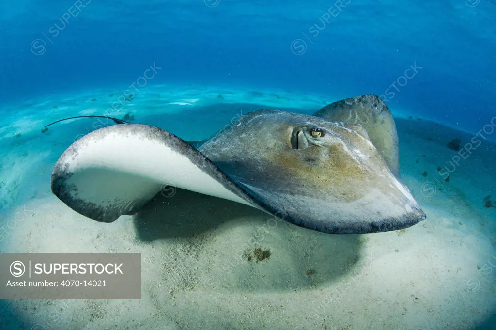 Southern stingray (Dasyatis americana) swimming over seabed, Grand Cayman, Cayman Islands. British West Indies, Caribbean Sea.