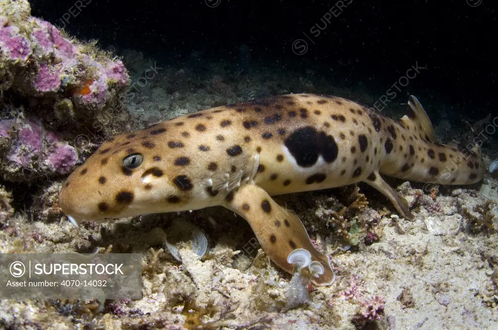 Triton Bay epaulette shark / Walking shark (Hemiscyllium henryi) walking along the seabed on its fins at night, Triton Bay, West Papua, Indonesia. New species first described in 2006.