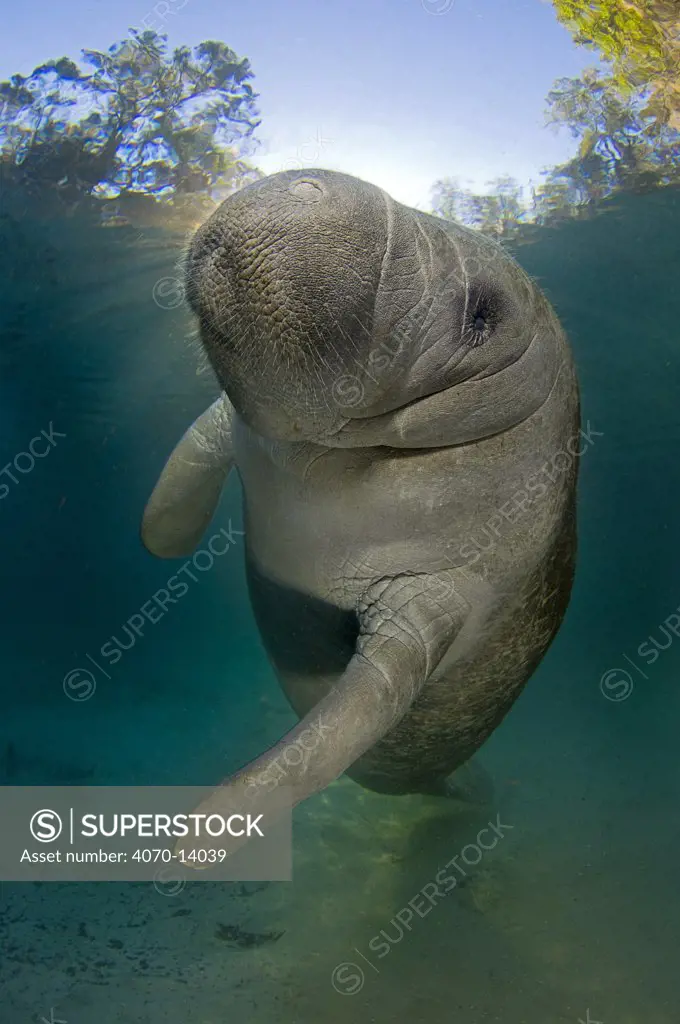 Young Florida manatee (Trichechus manatus latirostrus) stays warm in a freshwater spring in winter, at dawn. Three Sisters Spring, Crystal River, Florida, USA. January
