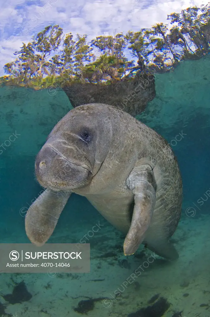 Young Florida manatee (Trichechus manatus latirostrus) keeping warm in a freshwater spring in winter, Three Sisters Spring, Crystal River, Florida. USA. January