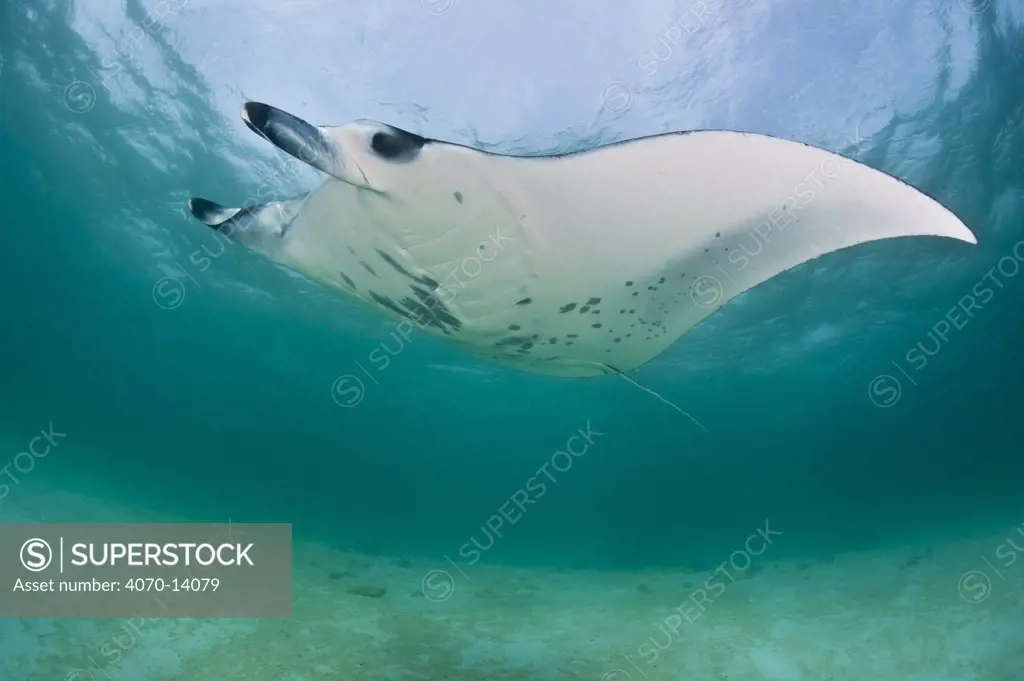 Manta ray (Manta birostris) in shallow lagoon. Hanifaru Lagoon, Baa Atoll, Maldives. Indian Ocean.