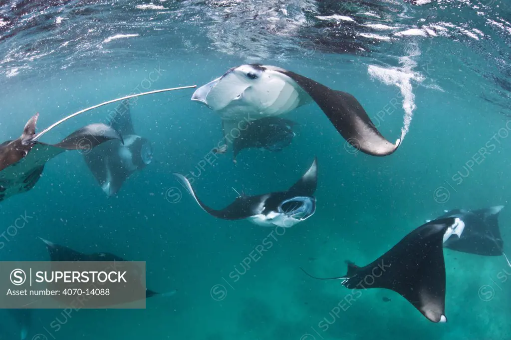 Group of Manta rays (Manta birostris) feeding together on plankton in a shallow lagoon. Hanifaru Lagoon, Baa Atoll, Maldives. Indian Ocean.