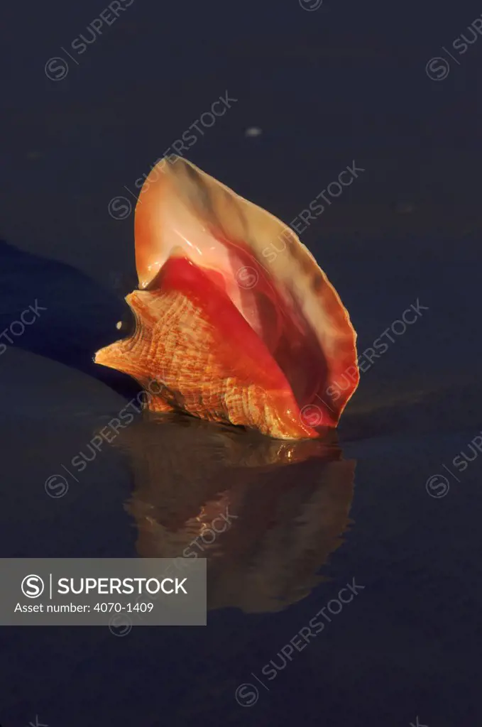 Queen conch shell (Strombus gigas) on beach. Florida, USA