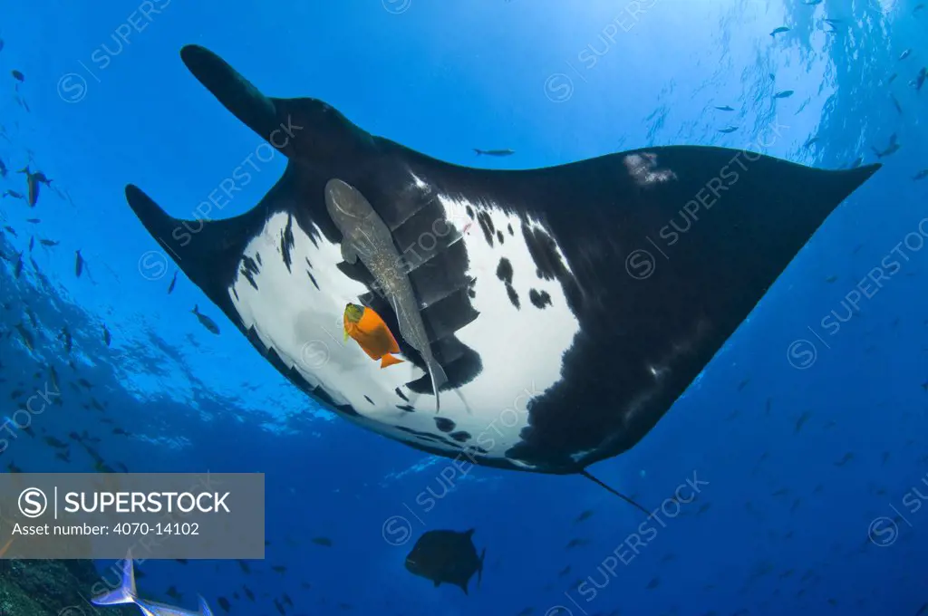 Giant Pacific Manta Ray (Manta birostris) with Remora (Echeneididae) fish is cleaned by an Orange Clarion Angelfish (Pomacanthinae)  Roca Partida, Revillagigedos Islands, Mexico. East Pacific Ocean. February