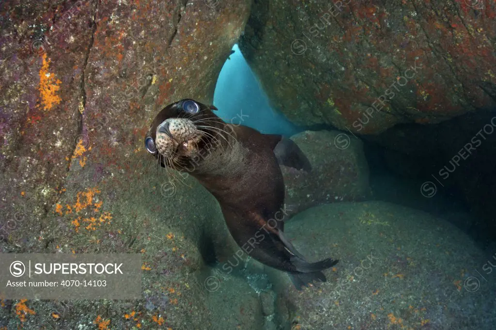 California sea lion pup (Zalophus californianus) portrait, in a rocky underwater cave. La Paz, Baja California Mexico. Sea of Cortez, East Pacific Ocean. October