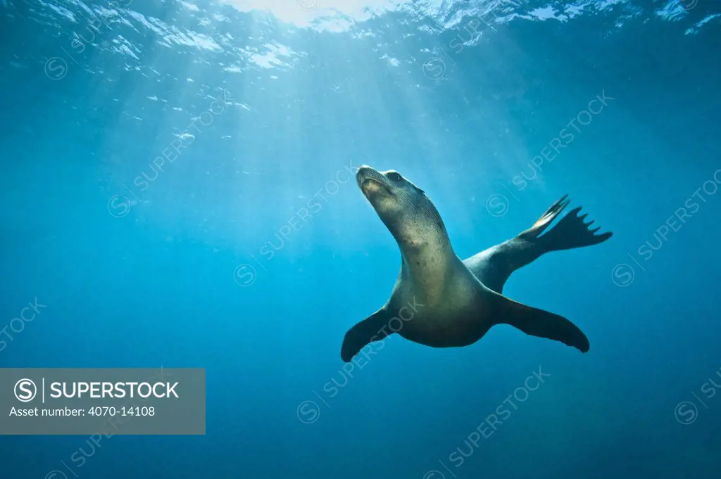California Sea lion (Zalophus californianus) swimming in open water. La Paz, Baja California Mexico. Sea of Cortez, East Pacific Ocean. October