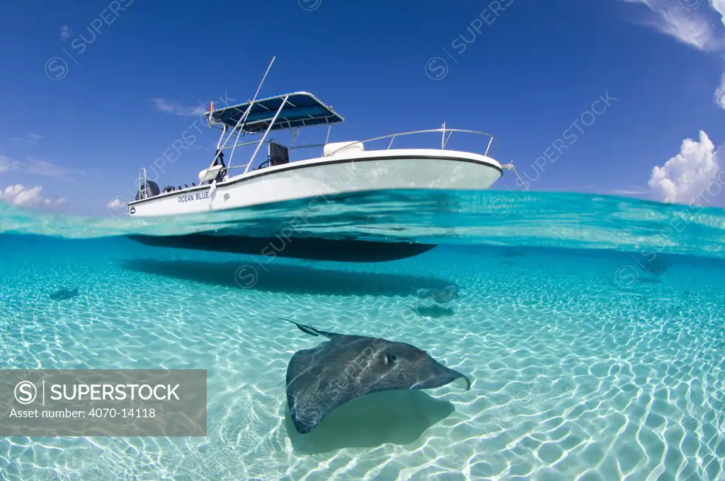 Spilt level view of a large female Southern Stingray (Dasyatis americana) beneath boat, Grand Cayman, Cayman Islands. British West Indies. Caribbean. March