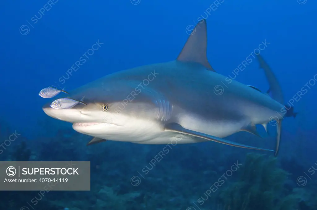 Caribbean Reef Shark (Carcharhinus perezi) with two juvenile Bar Jacks (Carangoides ruber) swimming over a coral reef in Grand Cayman, Cayman Islands, British West Indies. March