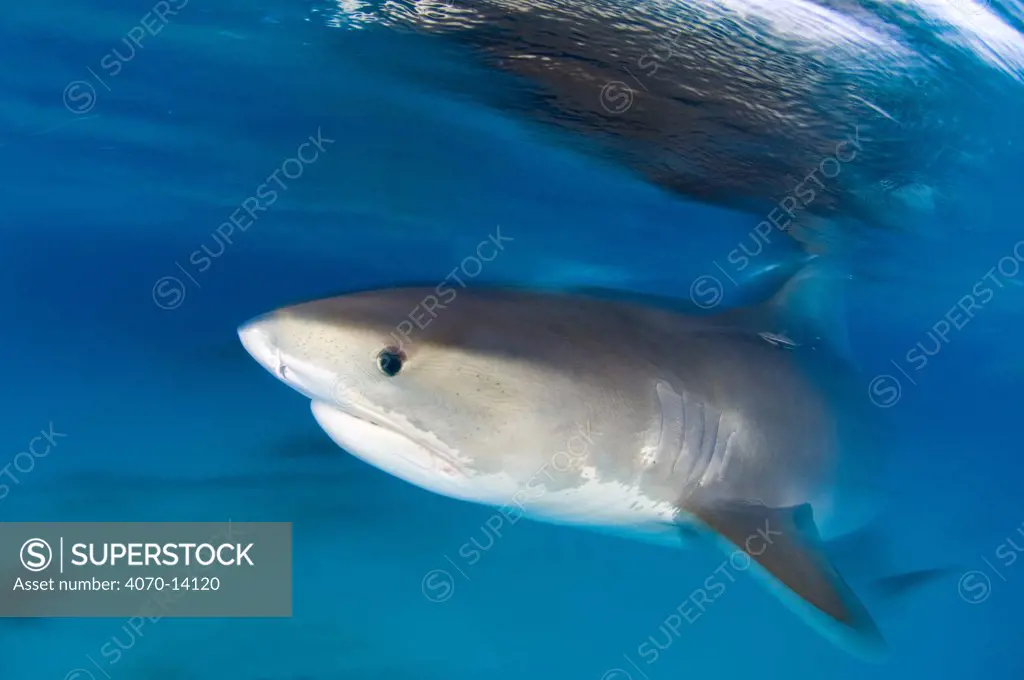 A long exposure of a Tiger Shark (Galeocerdo cuvier) portrait, at the surface at dusk. Little Bahama Bank, Bahamas. West Atlantic Ocean. March