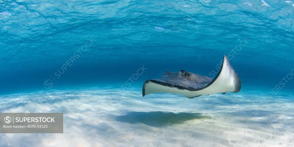 Panoramic view of female Southern Stingray (Dasyatis americana) in shallow water. Grand Cayman, Cayman Islands. British West Indies. March